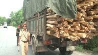 Thừa Thiên – Huế: Xử lý nhiều xe chở gỗ tràm quá tải, quá khổ